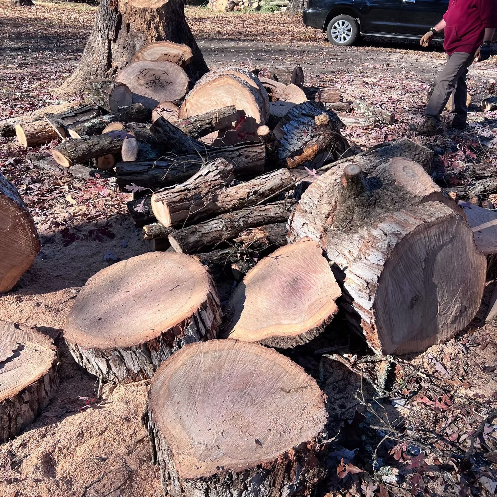 Large pile of cut tree logs and stumps outdoors, with a person standing in the background.