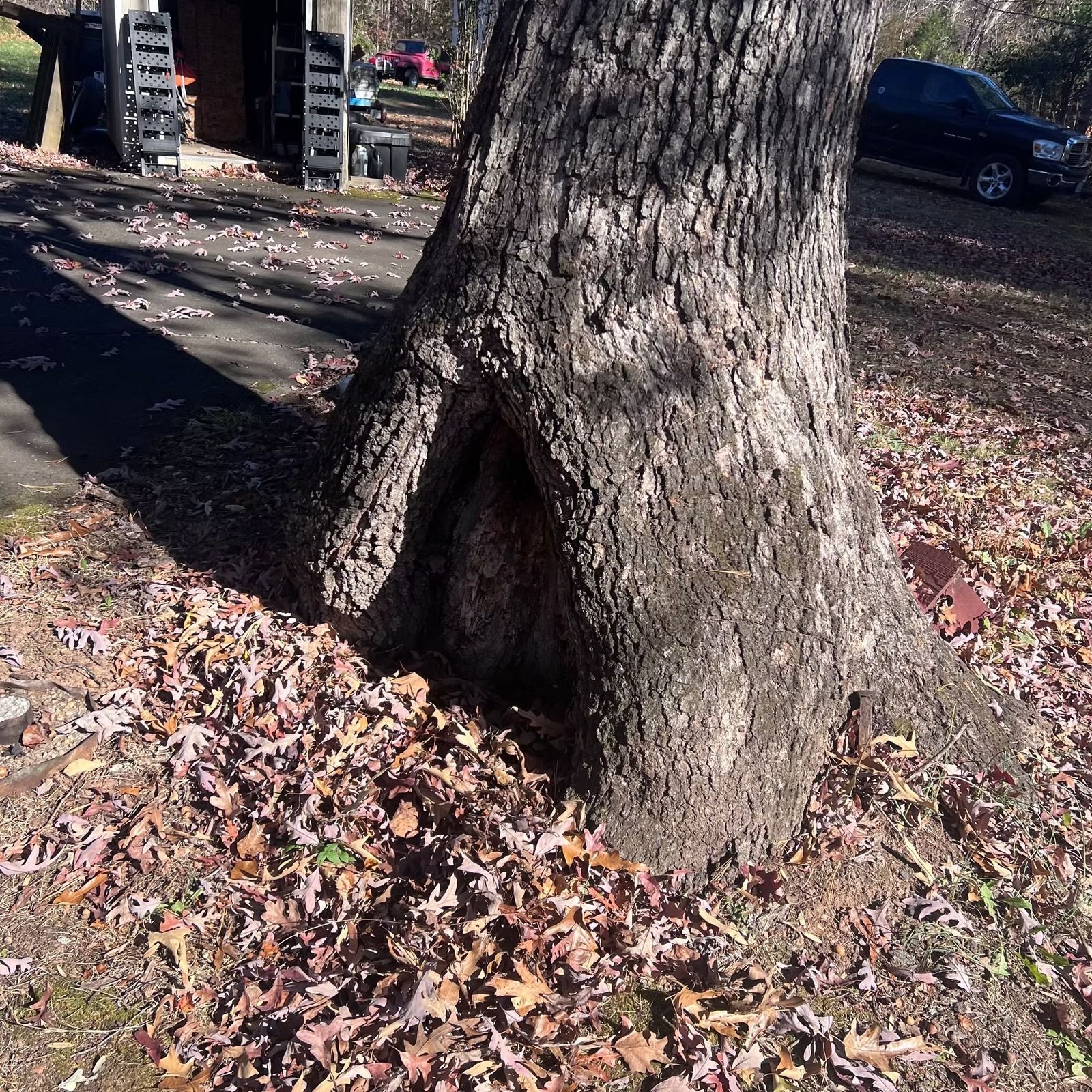 Large tree trunk with a hollow base covered in fallen autumn leaves in a yard