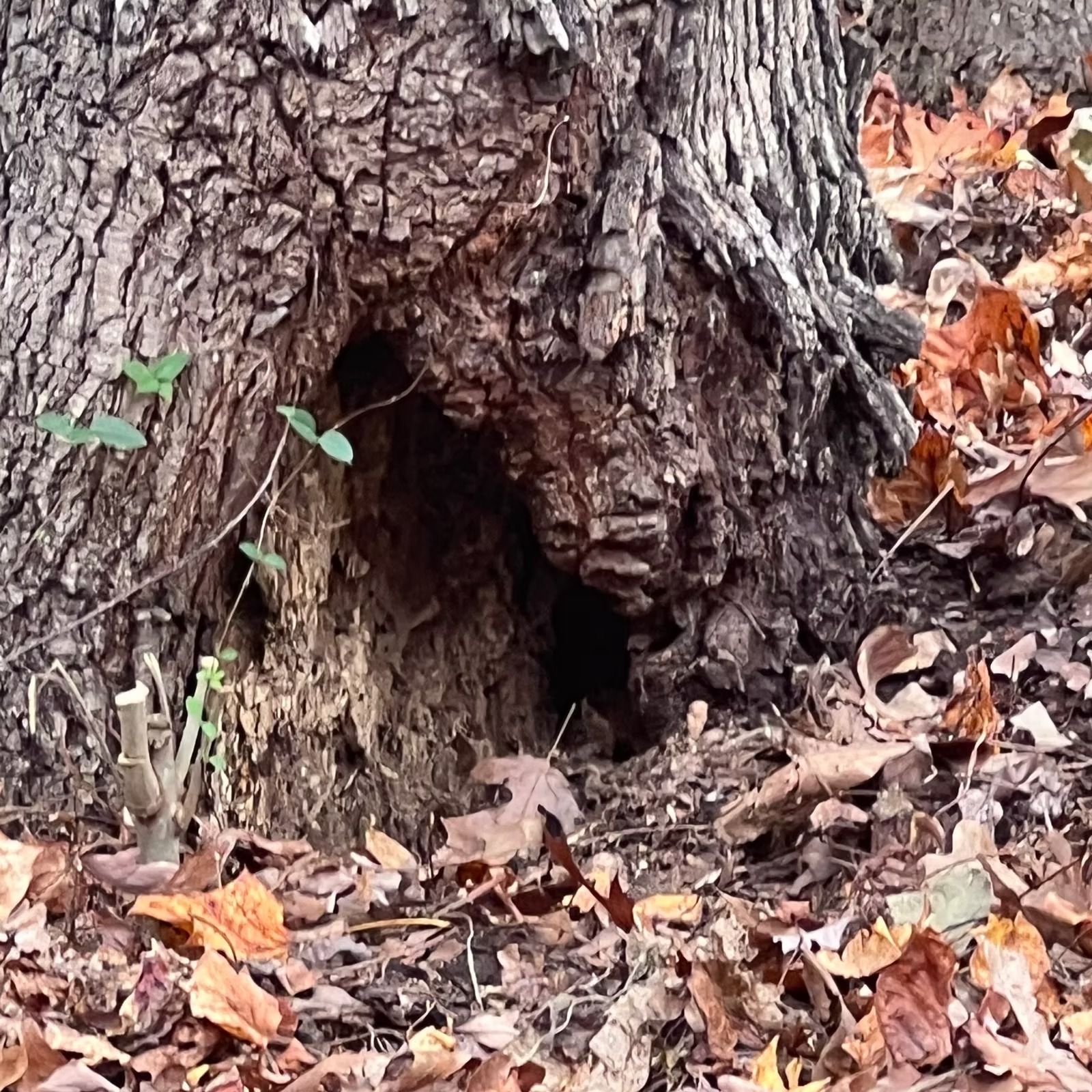 Tree trunk with a small hollow opening at the base, surrounded by fallen autumn leaves.