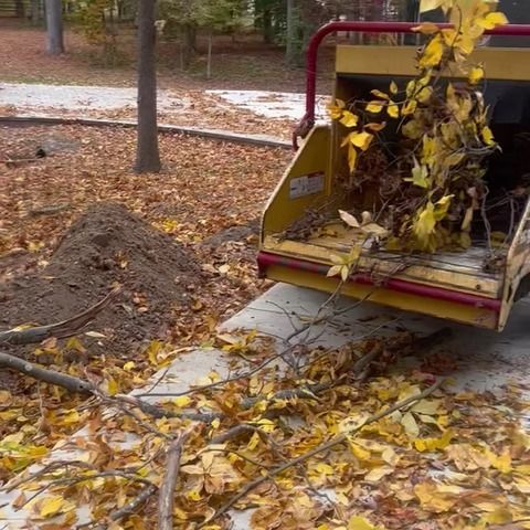 Yellow leaf vacuum hopper collecting leaves beside a pile on a sidewalk in a wooded yard
