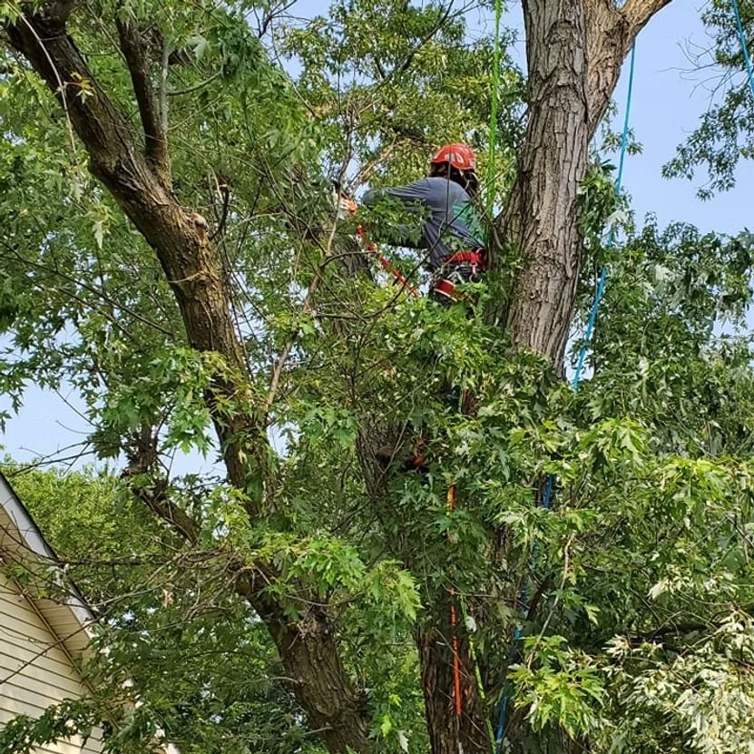 Arborist in safety gear climbing a large tree with a rope and chainsaw, surrounded by green leaves.