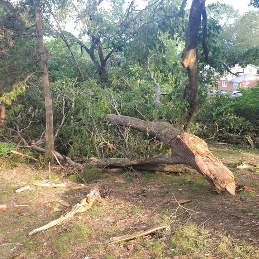 Uprooted fallen tree with broken trunk and branches in a wooded area