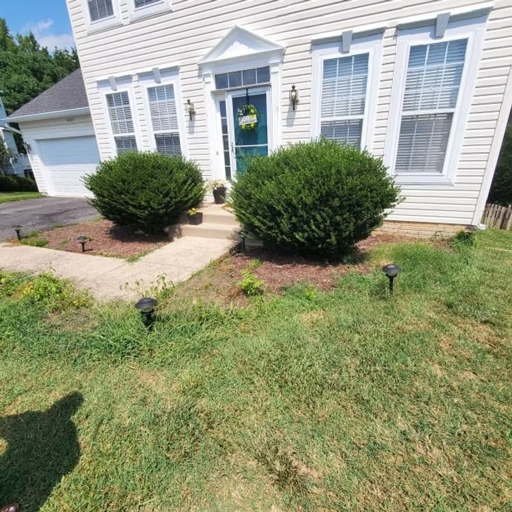 Front yard of a white house with blue shutters, two shrubs, a walkway, and a blue front door.