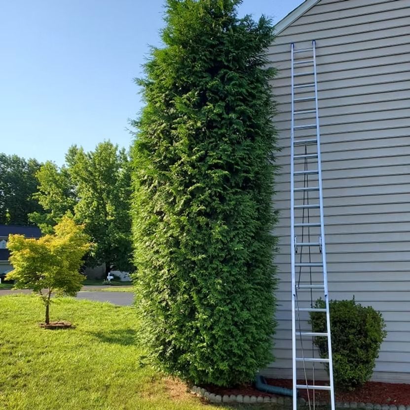 Tall green shrub beside a house with a ladder leaning against it on a sunny lawn