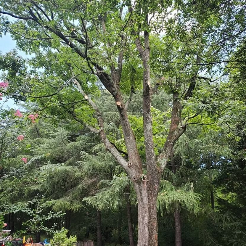 Tall tree with a split trunk and dense green foliage in a park-like setting