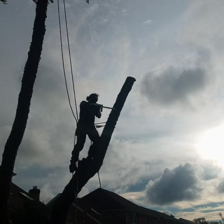 Worker climbing a tall tree at dusk, silhouetted against a cloudy sky with power lines nearby