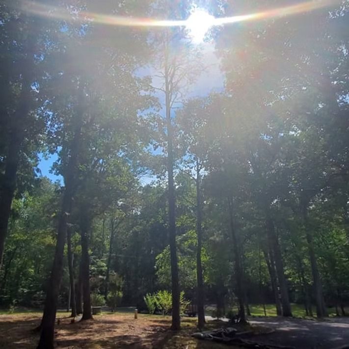 Sunlit forest clearing with tall trees and a dirt path under bright blue sky