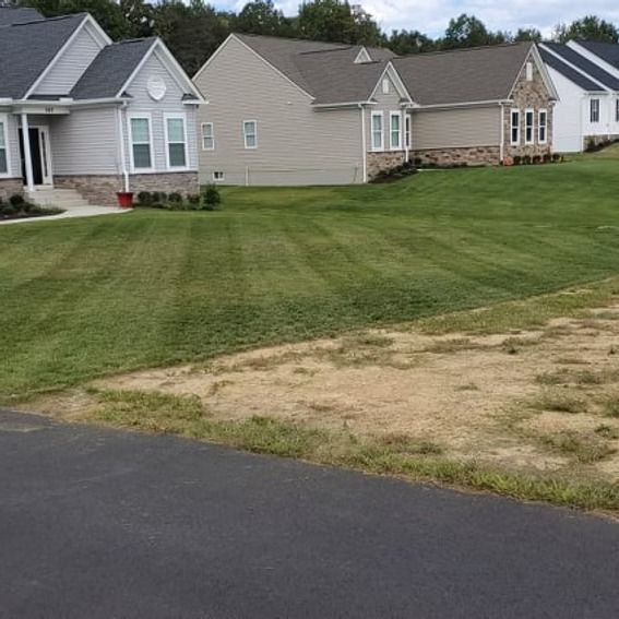Suburban homes with neatly mowed lawns beside a paved street