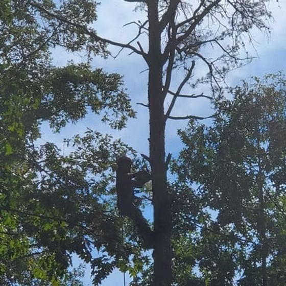 Person climbing a tall tree silhouette against a bright sky