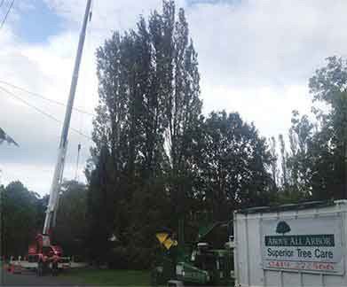 Tall Bucket Truck For Cutting Trees — Southern Highlands, NSW — Above All Arbor