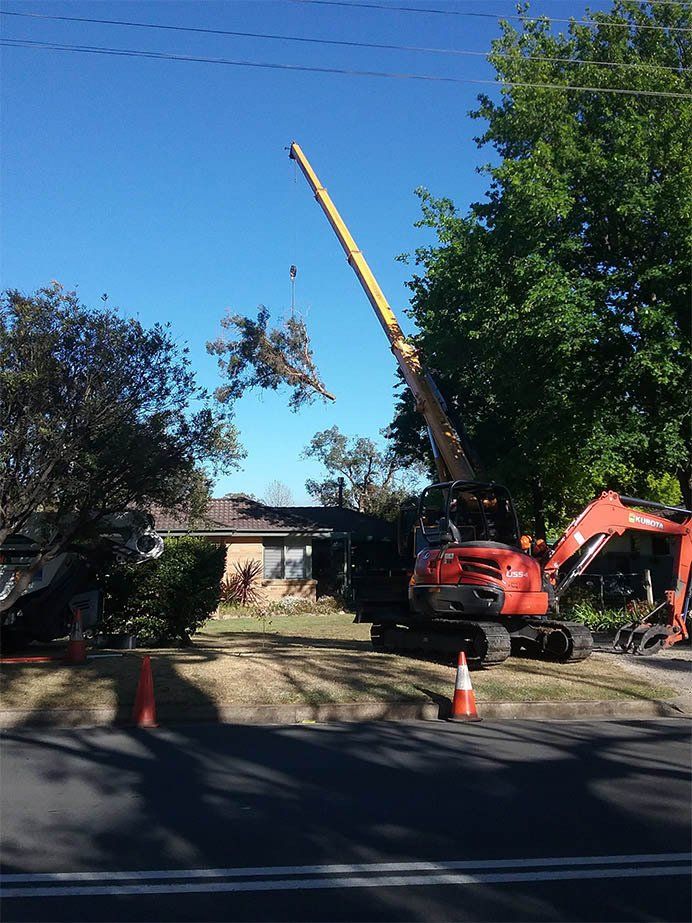 Lifting A Huge Tree — Southern Highlands, NSW — Above All Arbor