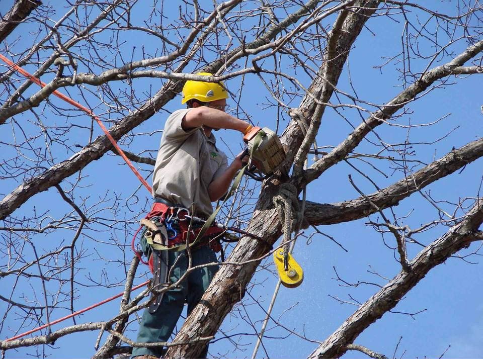 Cutting The Dead Tree Branch — Southern Highlands, NSW — Above All Arbor