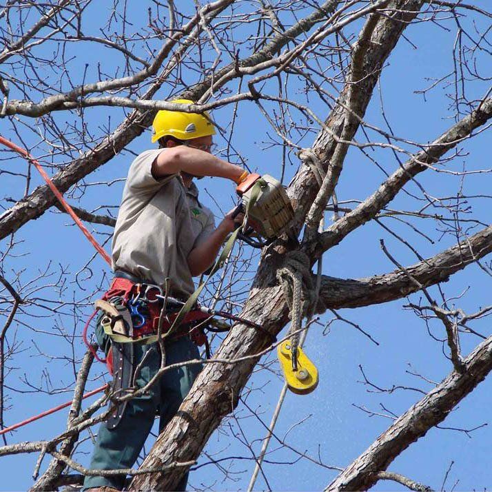 Cutting The Branch Of A Tree — Southern Highlands, NSW — Above All Arbor Cutting The Branch Of A Tree — Southern Highlands, NSW — Above All Arbor