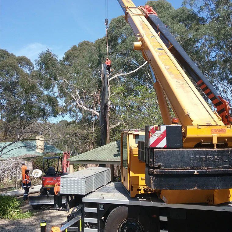 Huge Machine For Cutting Trees — Southern Highlands, NSW — Above All Arbor Huge Machine For Cutting Trees — Southern Highlands, NSW — Above All Arbor