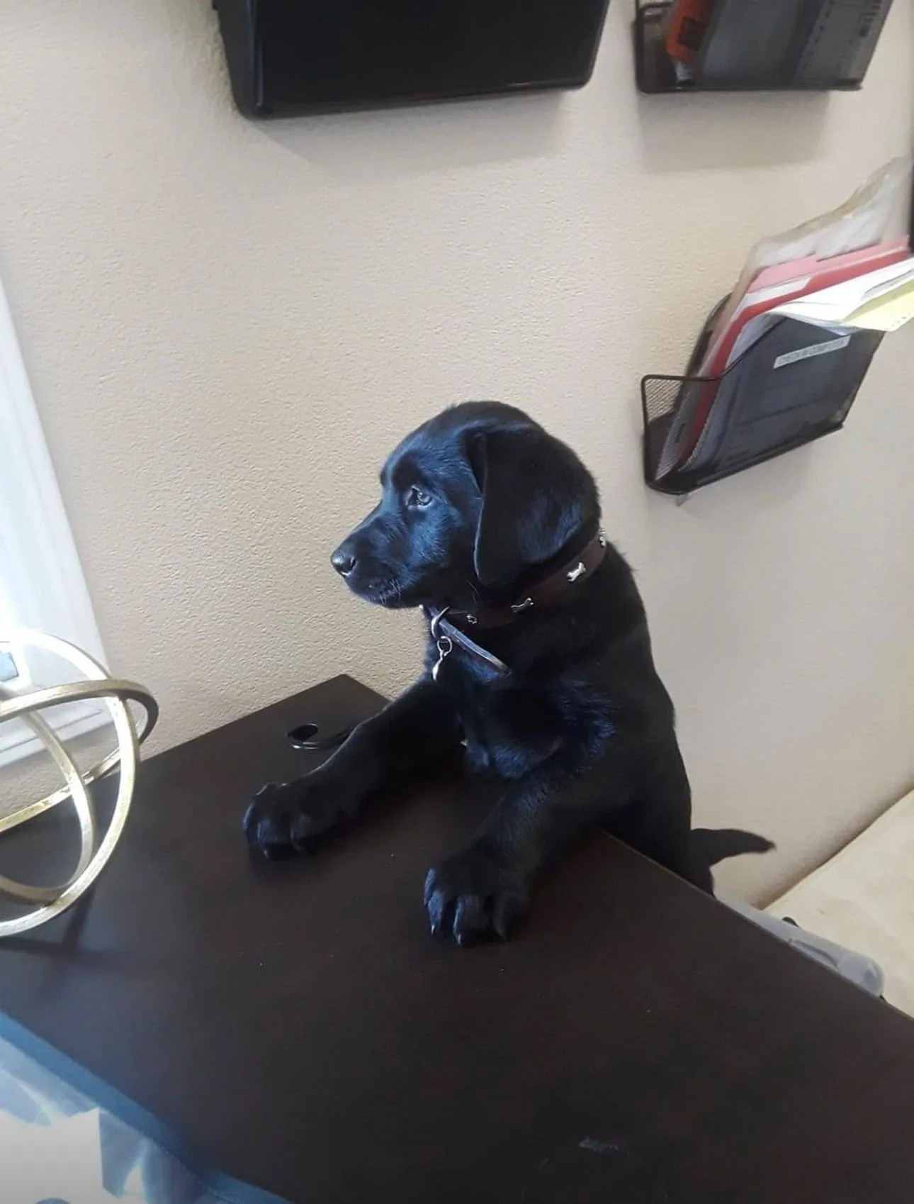 Black puppy with brown collar on a desk looking to the left. | Golden Gear Automotive