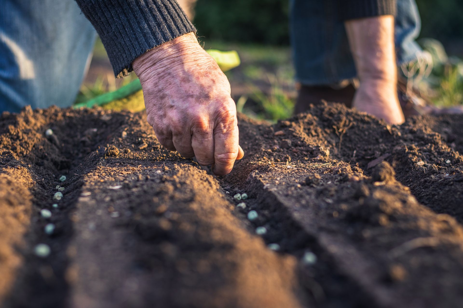 Close-up of hands planting seeds in soil rows.