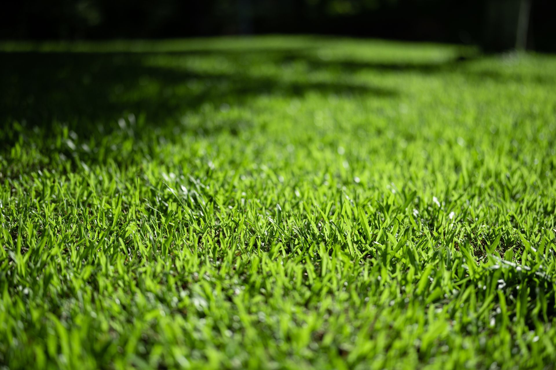 Closeup Of A Green & Healthy Grass Lawn Closeup Of A Green & Healthy Grass Lawn