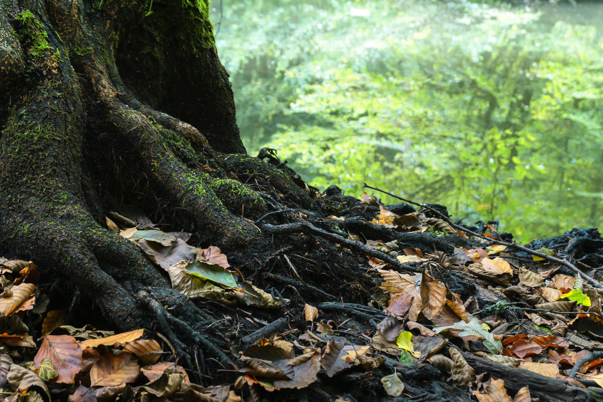 The roots of a tree are visible in the woods near a body of water.
