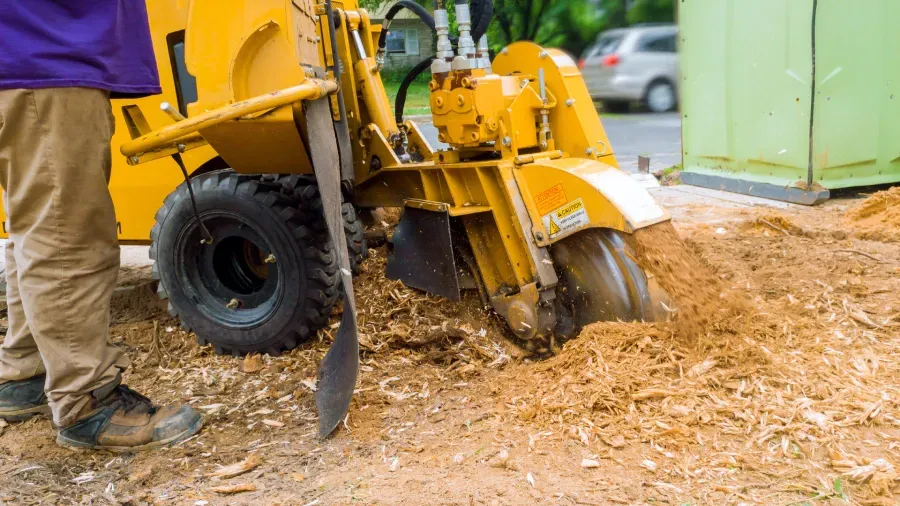 A man is using a stump grinder to remove a tree stump.