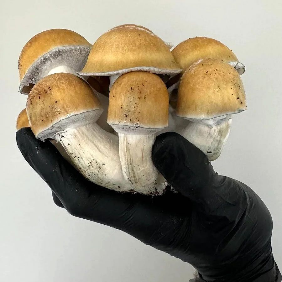 Mycology