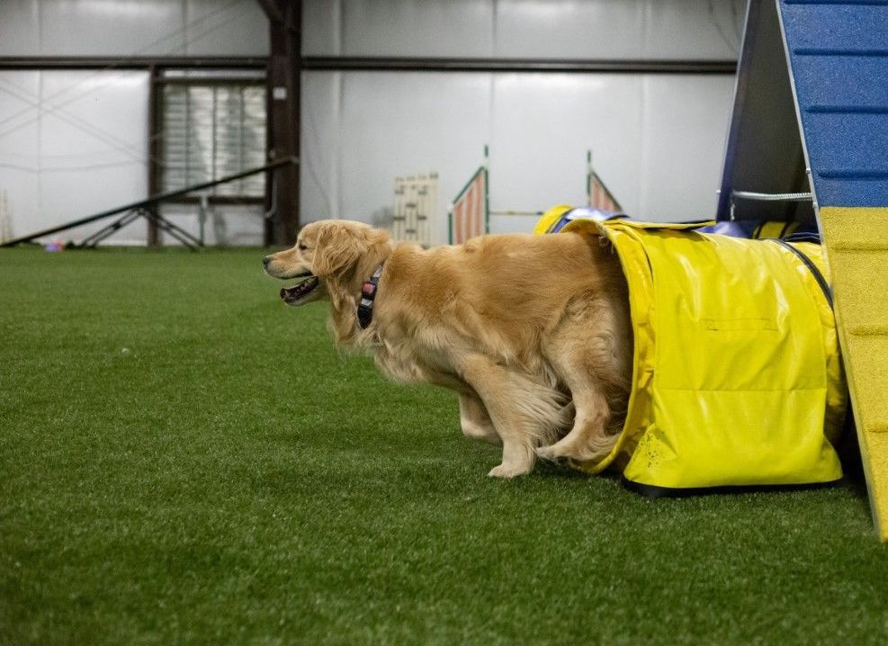 An image of Pet and Playground Artificial Grass in New Brunswick NJ