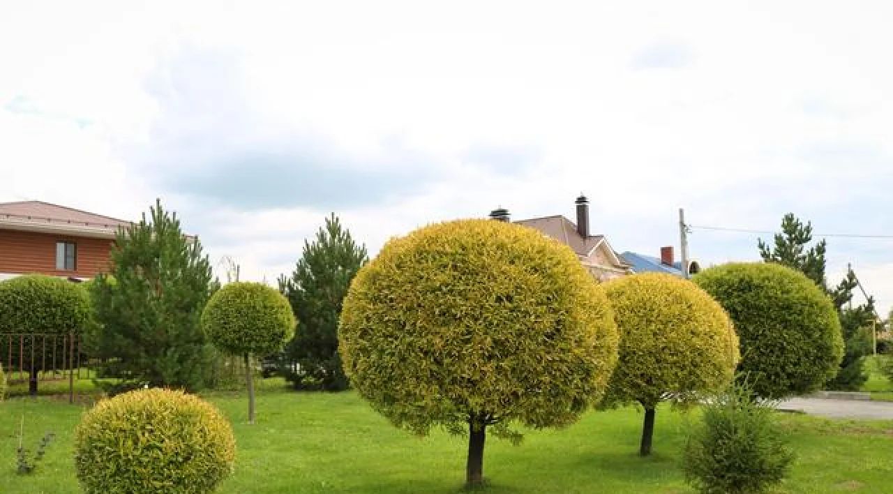 Neatly trimmed spherical trees in a green suburban garden with houses in the background.