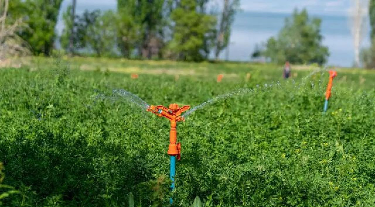 Green crop field with orange sprinkler heads watering plants under a blue sky
