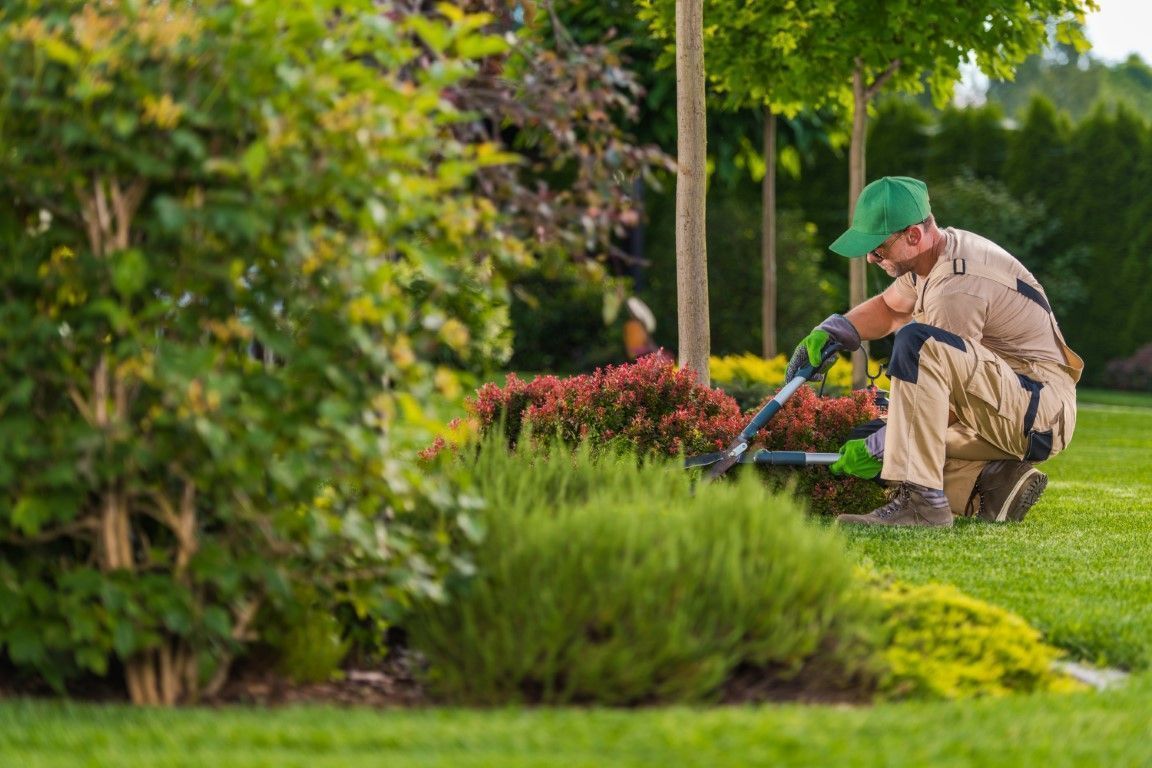 Gardener kneeling in a lush park, trimming plants with shears beside red flowers and green shrubs