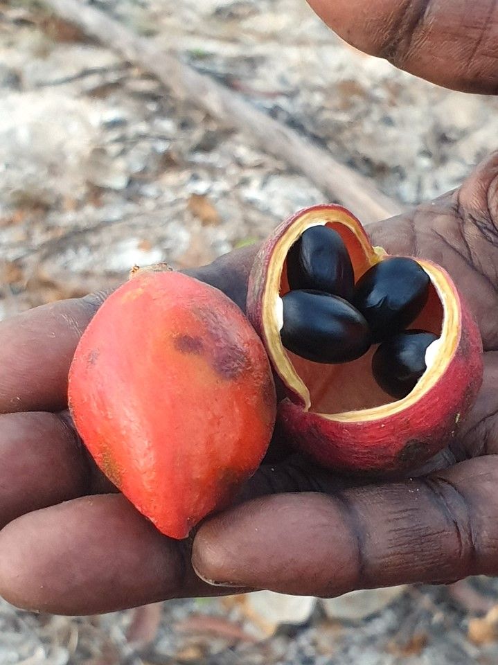 Hand holding red fruit, one halved revealing black seeds, set against a blurred outdoor background.