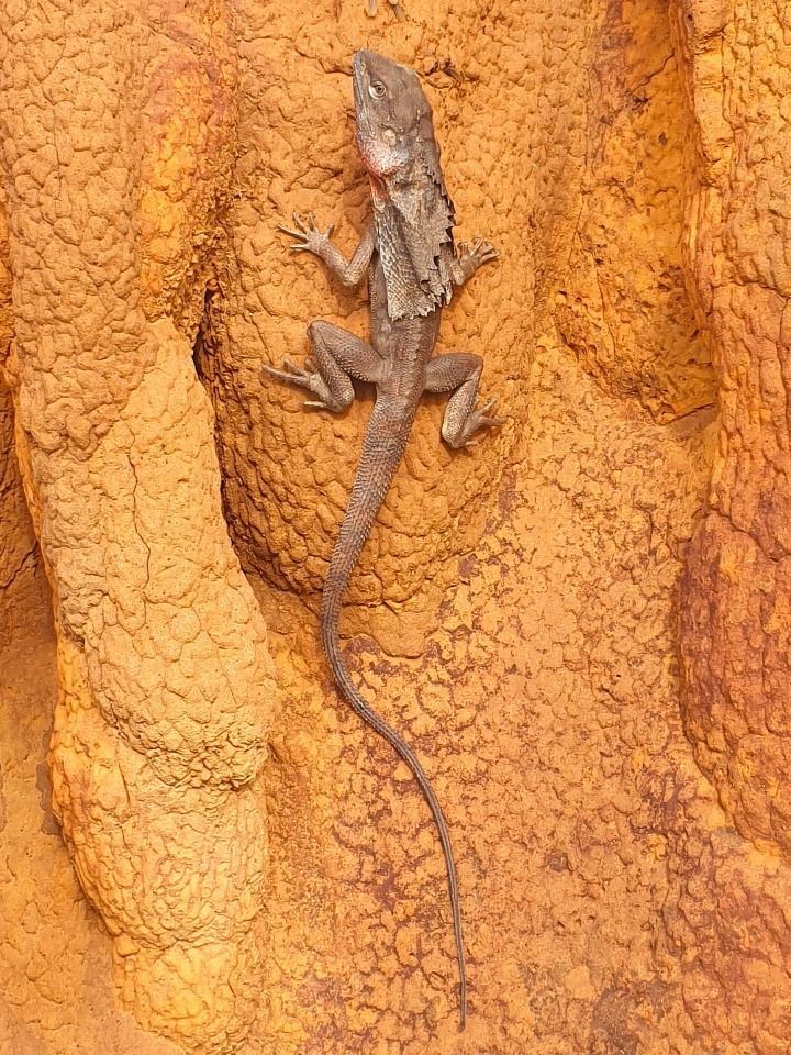 Frilled-neck lizard clinging to a textured, orange-brown surface.