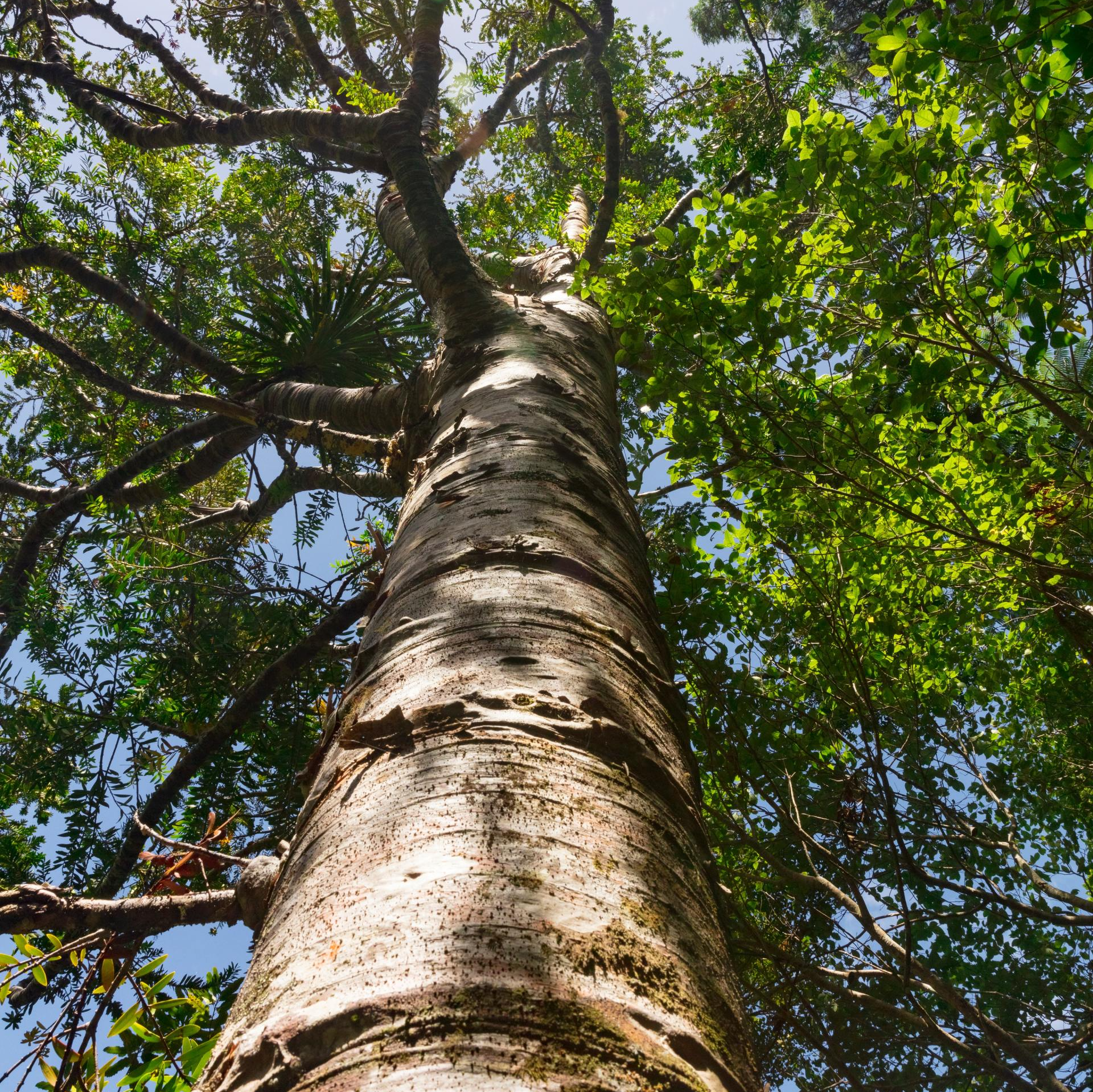 tree services