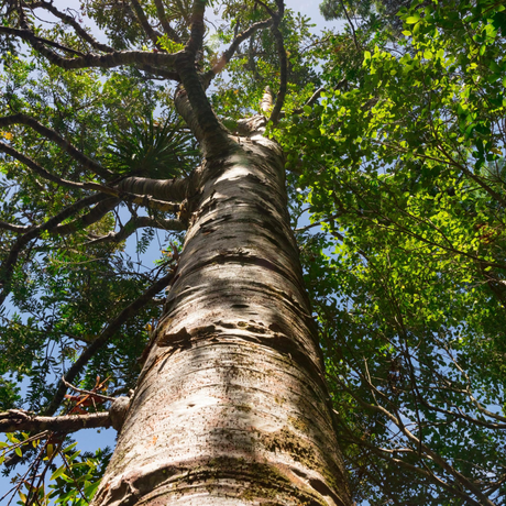 tree services
