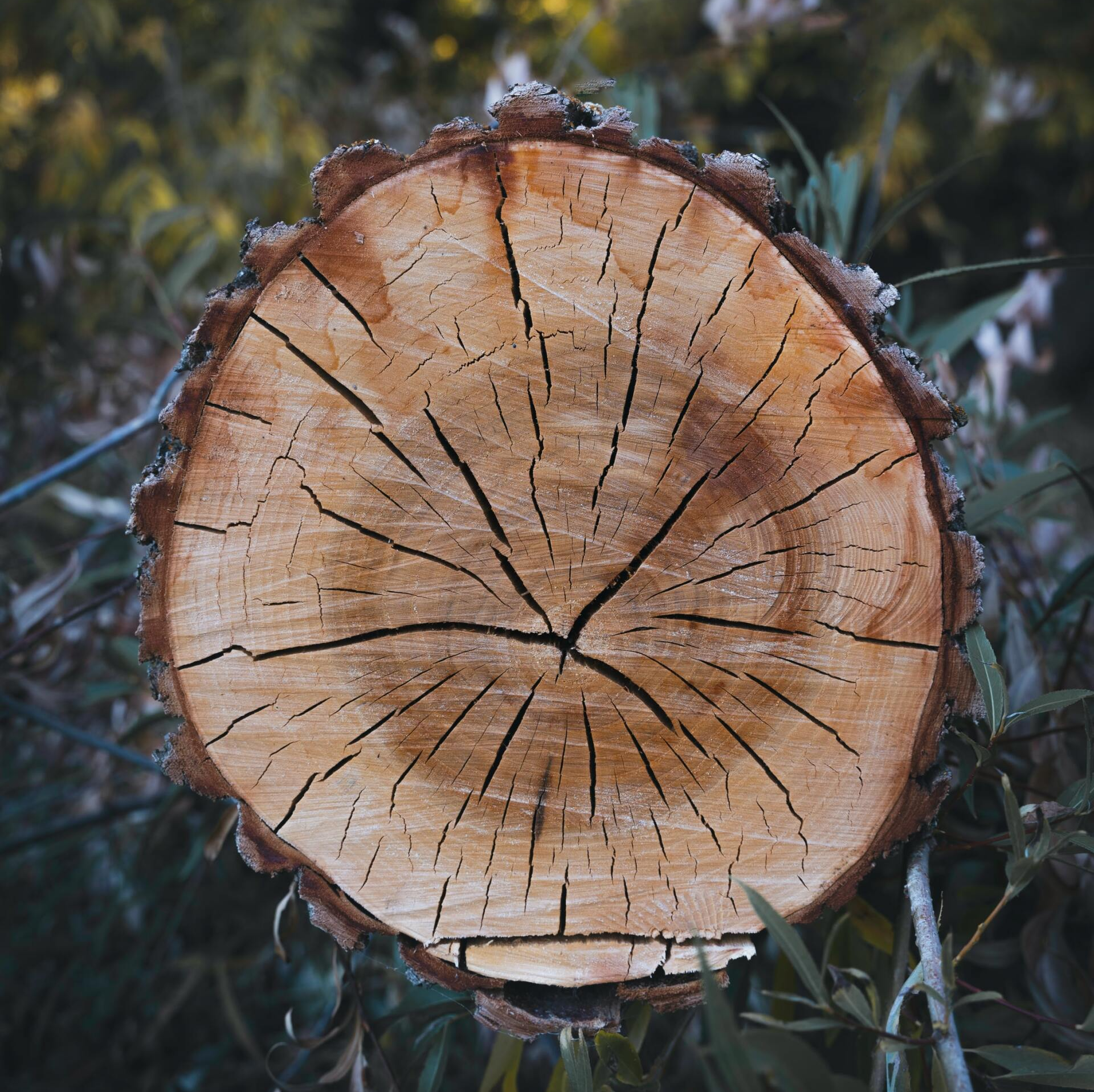 tree services