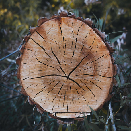 tree services