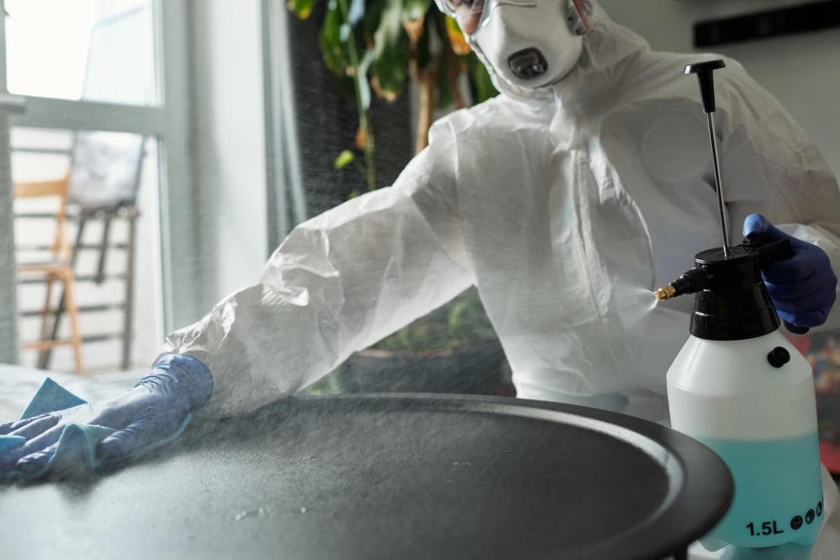Common Pests in Commercial Buildings and How to Deal With Them
