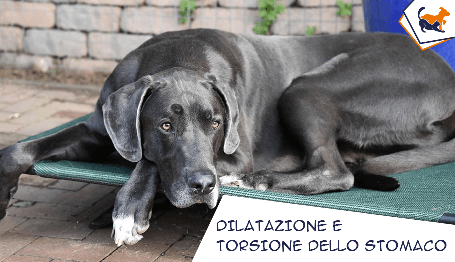 Torsione dello stomaco nel cane: cosa fare?