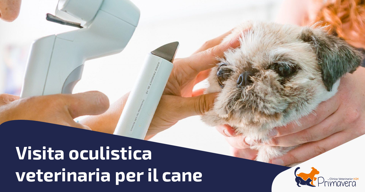visita oculistica veterinaria per cane