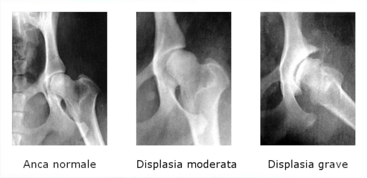displasia dell'anca nel cane