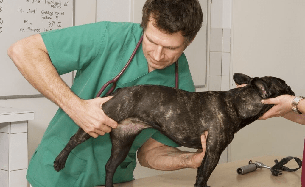 Displasia dell'anca del cane