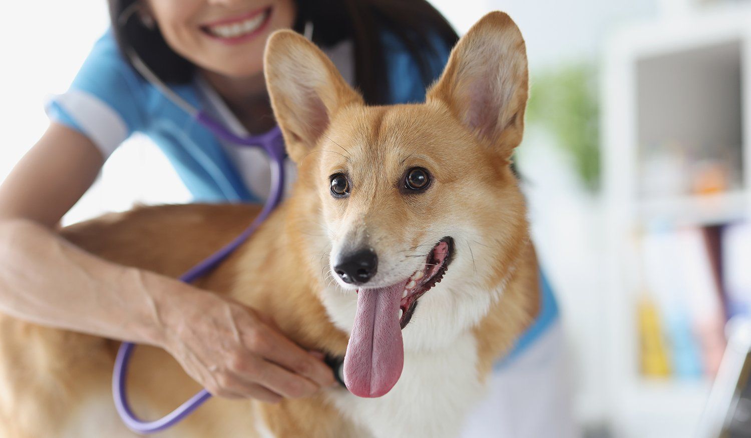 displasia dell'anca nel cane