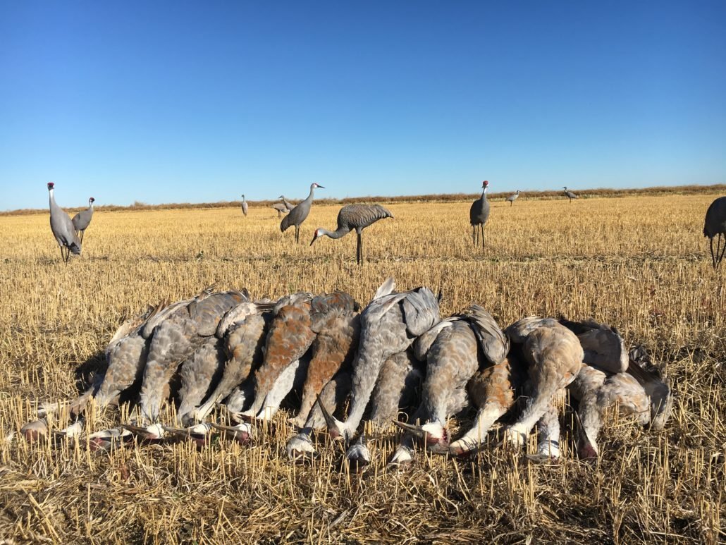 Crane Hunting & Canada Goose Hunts in Texas
