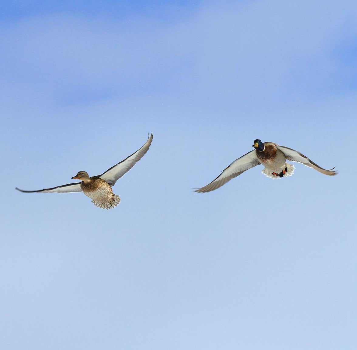 Duck Hunting Guide in North Dakota with Combo Pheasant Hunt