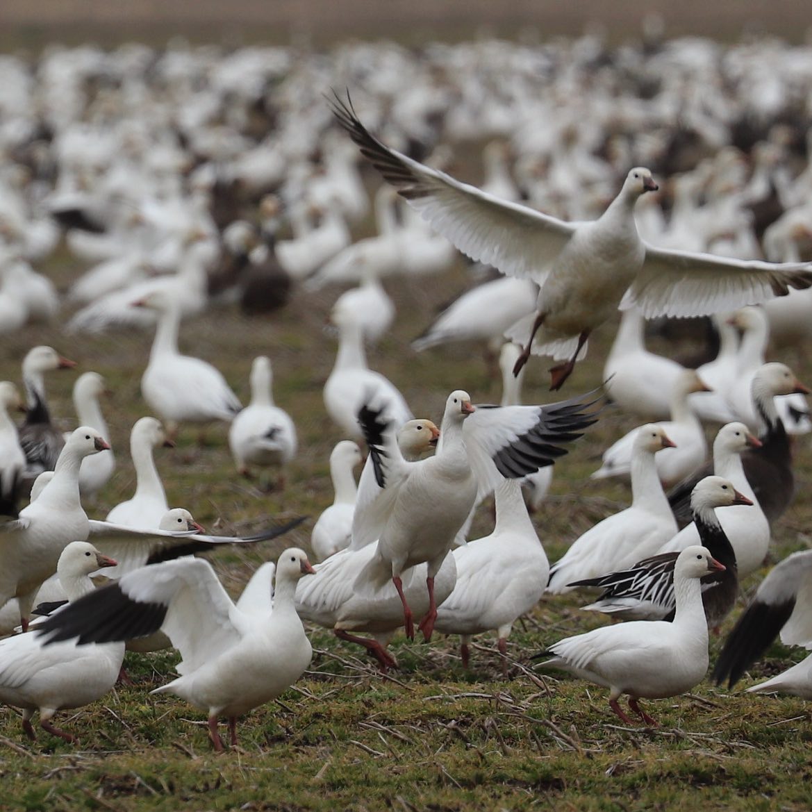 Hunting Snow Geese in Canada