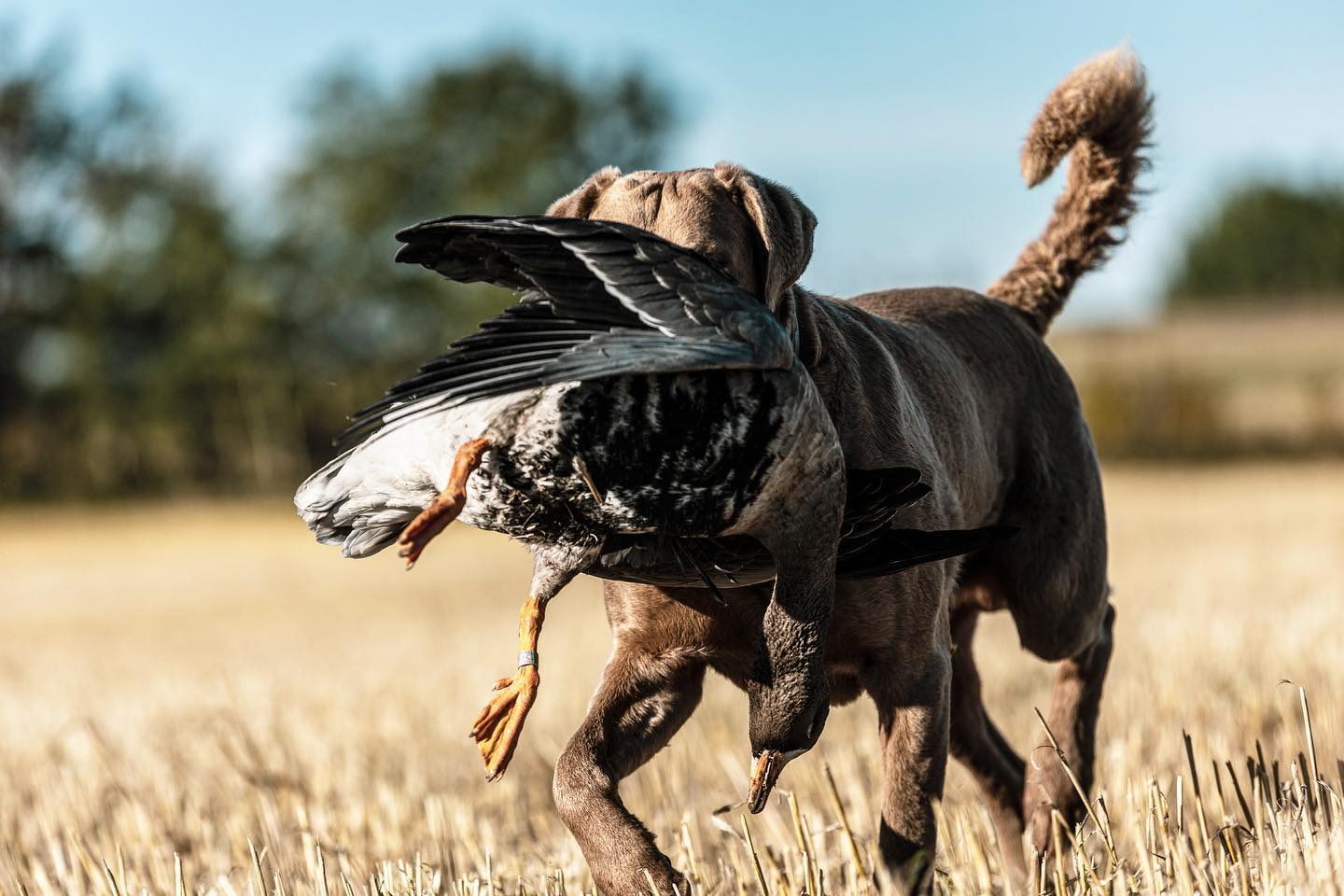 goose hunting outfitter