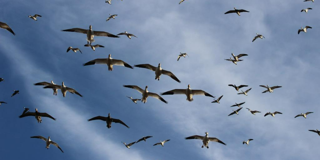 snow goose hunting guide in the spring