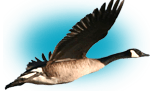 canada goose hunting guide
