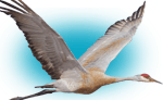 crane hunting outfitter