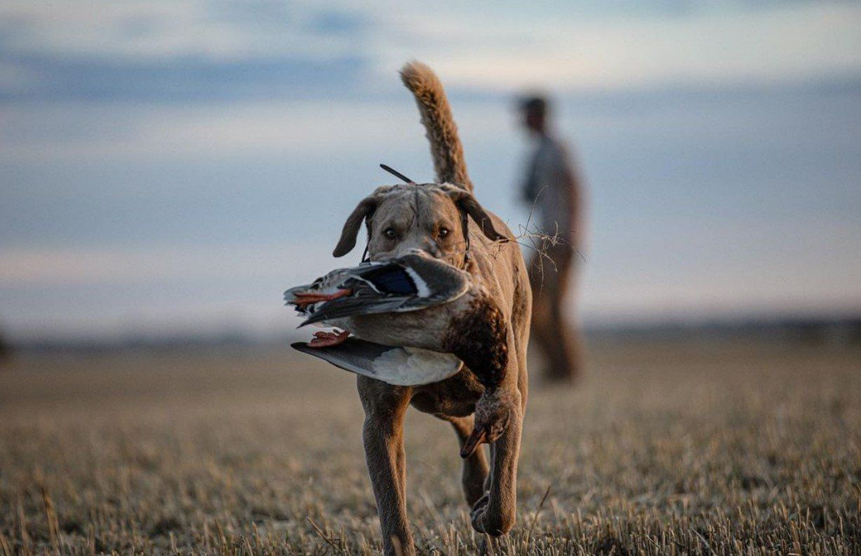 North Dakota duck hunting guide