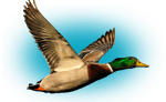 duck hunts