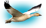 spring snow goose hunting